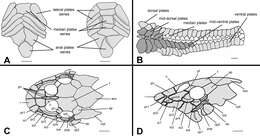 Image de Curculionichthys