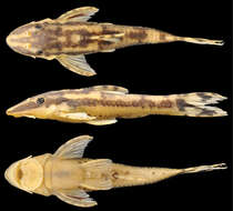 Curculionichthys paresi (Roxo, Zawadzki & Troy 2014)的圖片