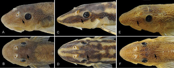 Image of Curculionichthys paresi (Roxo, Zawadzki & Troy 2014)