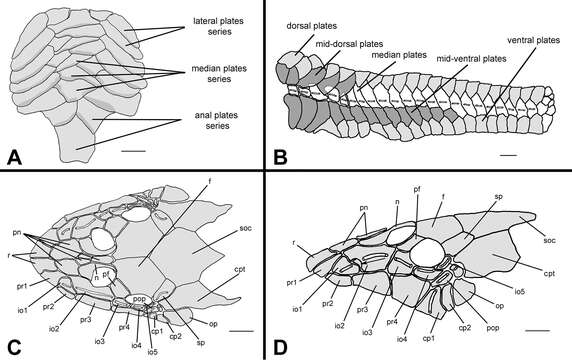 Image of Curculionichthys paresi (Roxo, Zawadzki & Troy 2014)