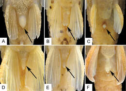 Image of Curculionichthys paresi (Roxo, Zawadzki & Troy 2014)