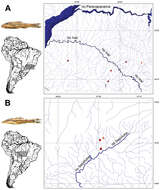 Image of Curculionichthys paresi (Roxo, Zawadzki & Troy 2014)