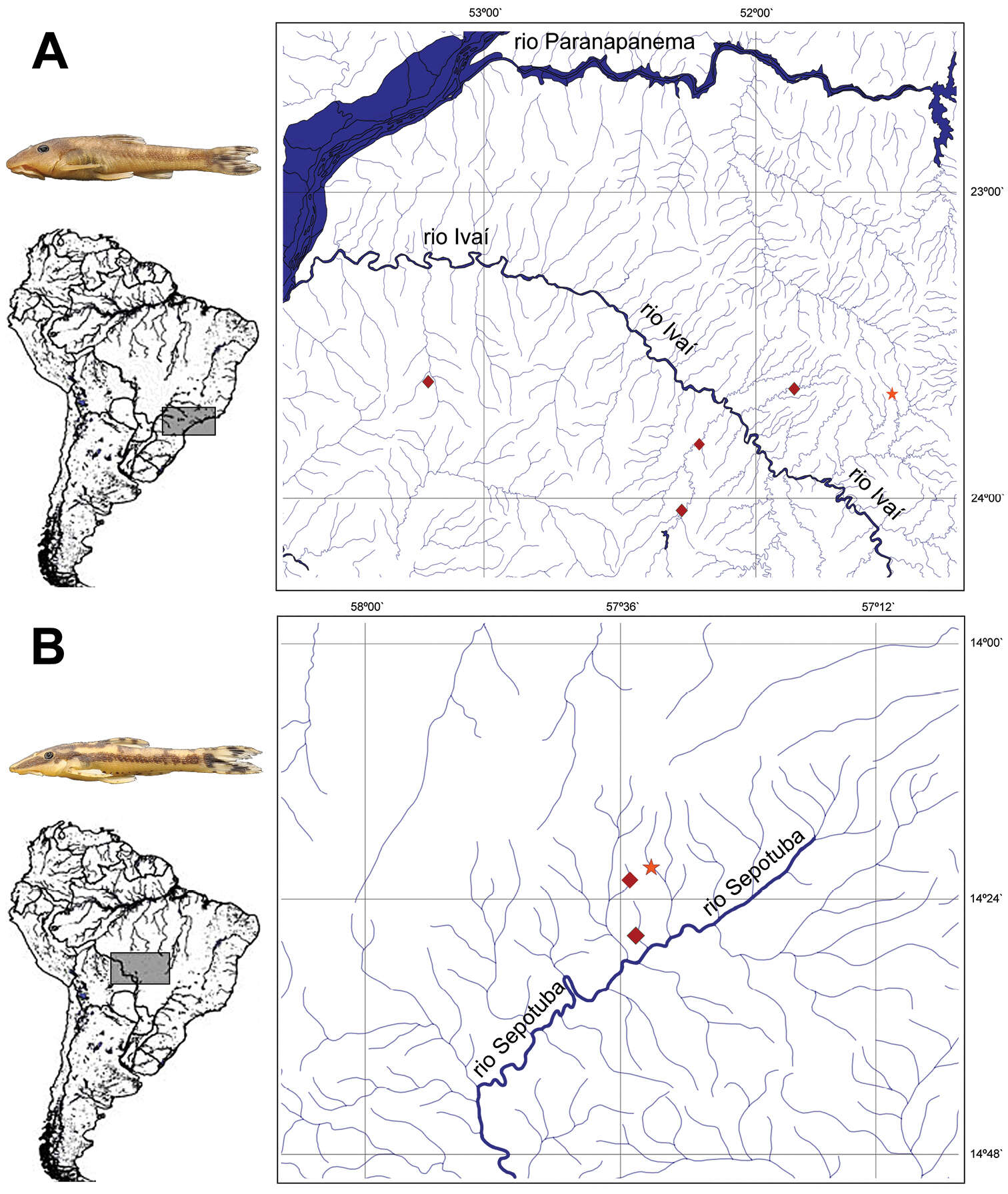 Image of Curculionichthys paresi (Roxo, Zawadzki & Troy 2014)