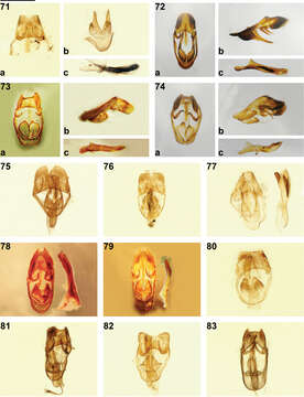 Image of <i>Philiris baiteta</i> Müller 2014