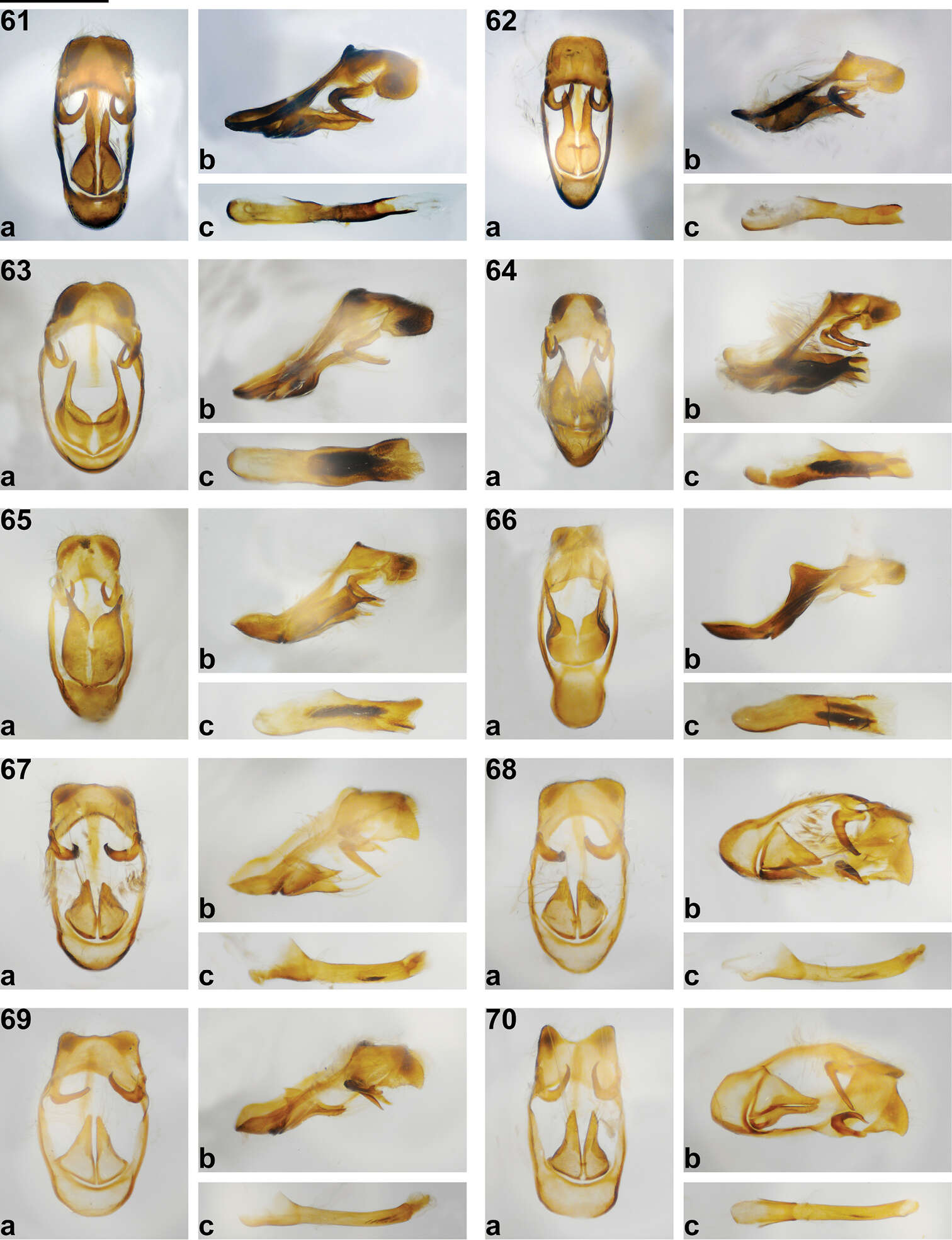 Image of <i>Philiris radicala</i> Müller 2014