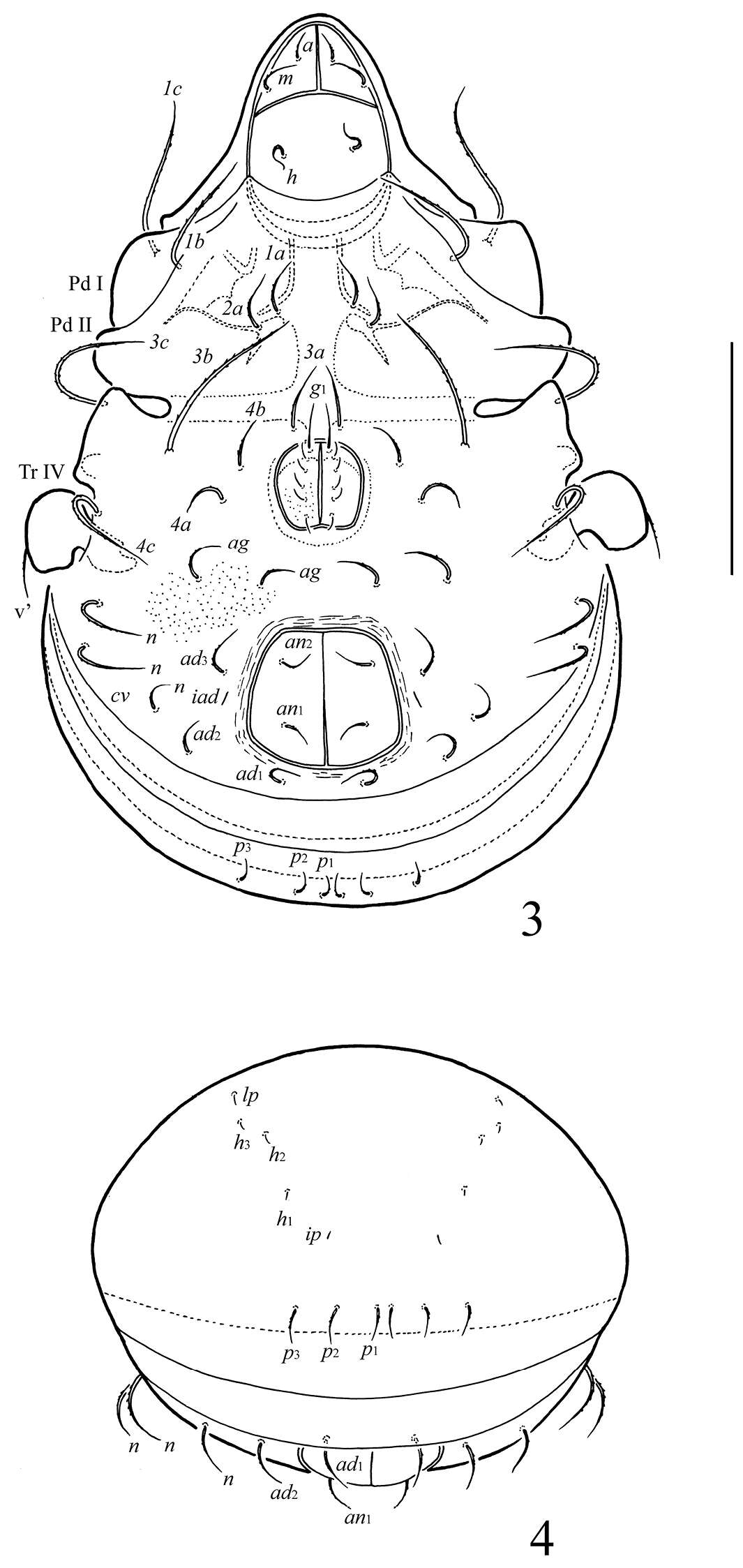 Image of mitelike mites