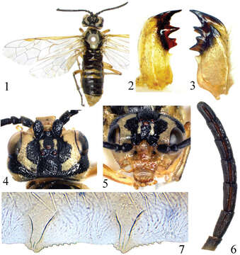 Image of Tyloceridius Malaise 1945