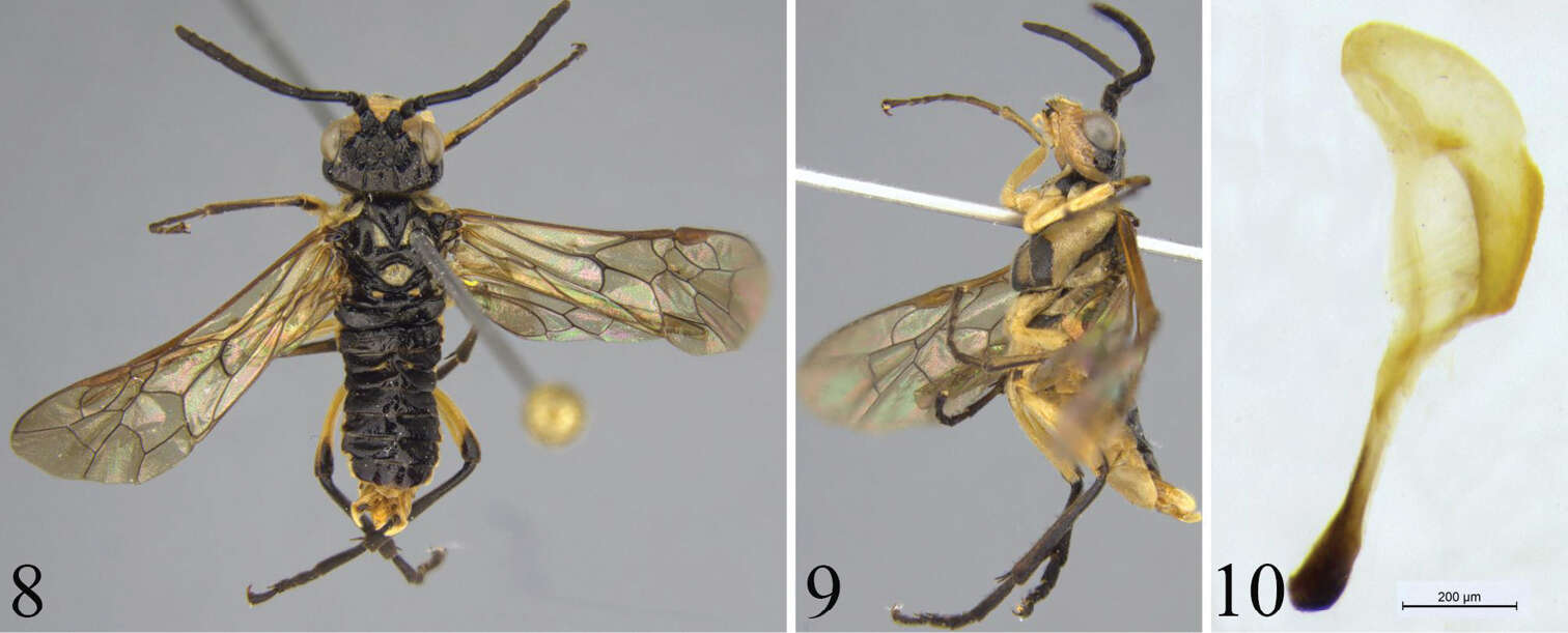 Image of Tyloceridius Malaise 1945