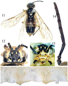 Image of <i>Tyloceridius dorsatus</i> Mocsary 1883