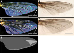 Image of flesh flies