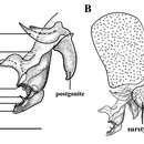 Image of <i>Sarcophaga gracilior</i> (Chen 1975)