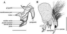 Image of flesh flies