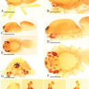 Image of Ischnothyreus kentingensis Tong & Li 2014