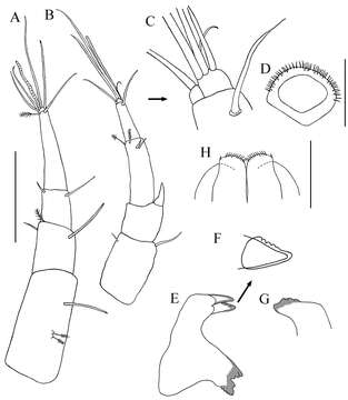 Image of Paratanais