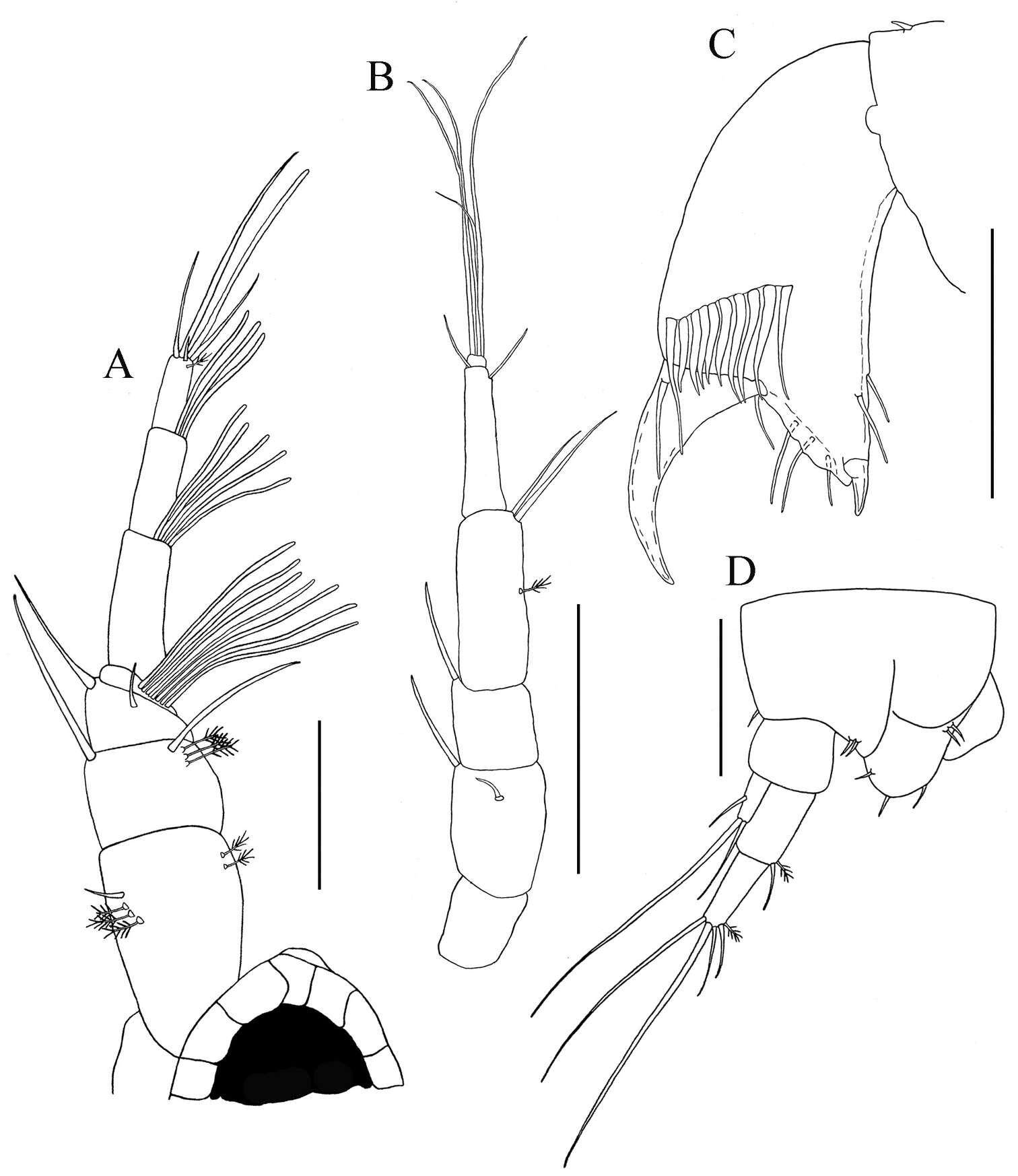 Image of Tanaidacea Dana 1849