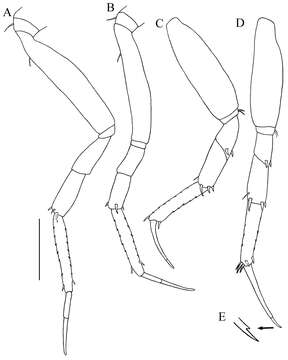 Image of Paratanais