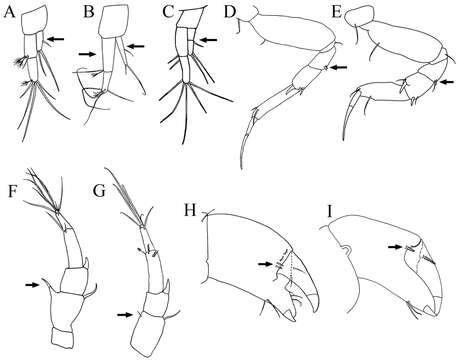 Image of Paratanais