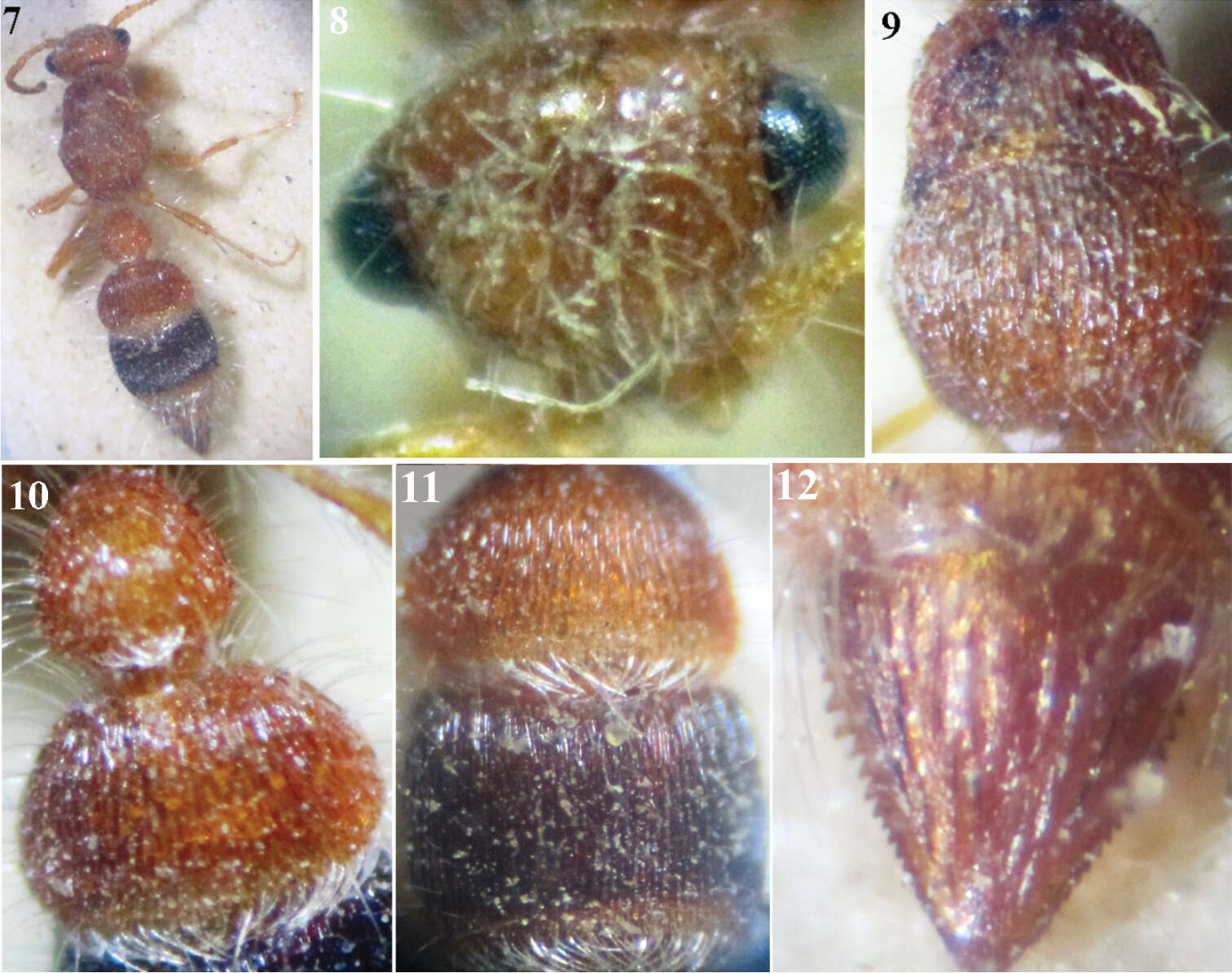 Image of Micatagla Argaman 1994