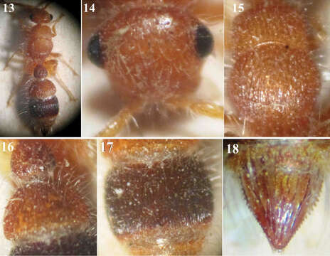 Image of Micatagla pseudorainerii Gadallah