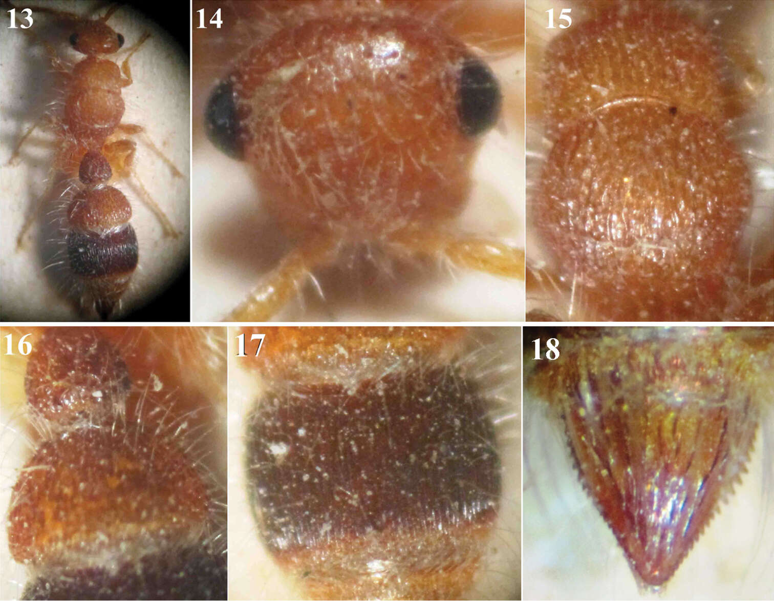 Слика од Micatagla pseudorainerii Gadallah