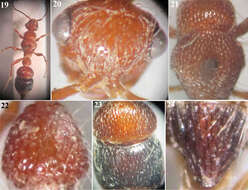 Micatagla pseudorainerii Gadallah resmi