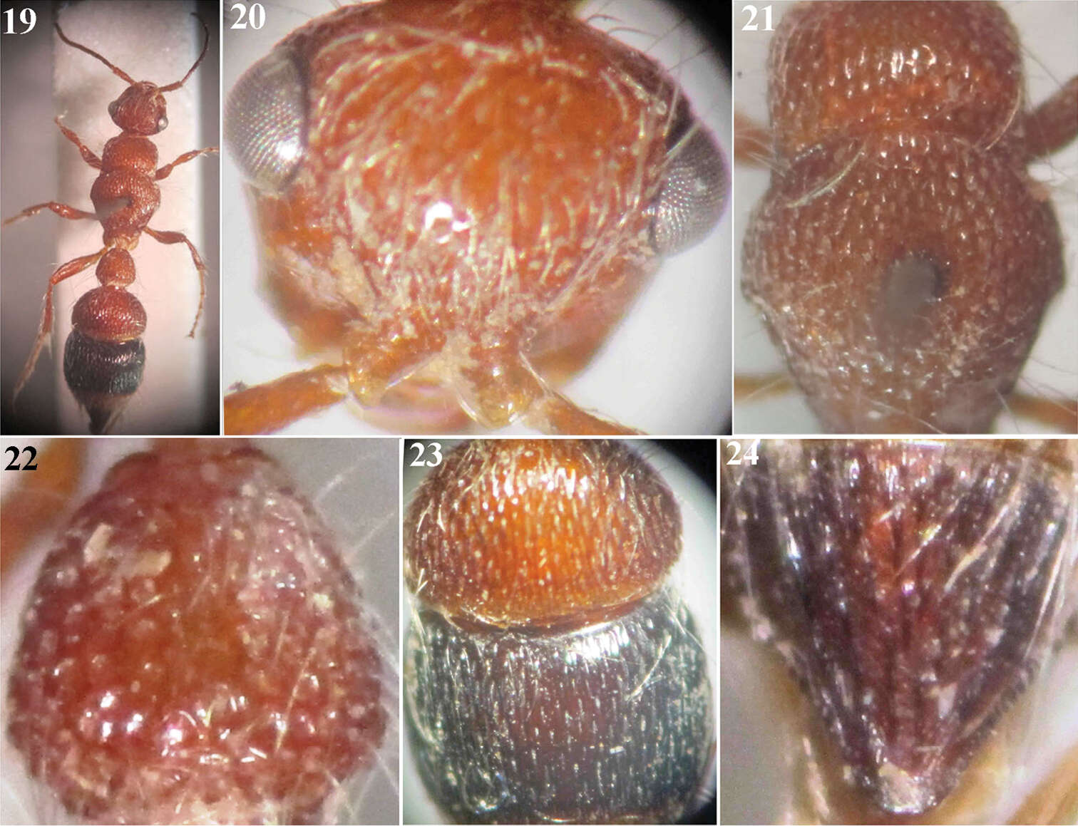 Слика од Micatagla pseudorainerii Gadallah