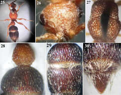 Micatagla pseudorainerii Gadallah resmi