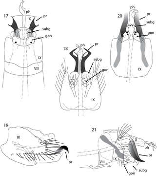 Image of Acritoptila forficata Wells & Johanson 2014