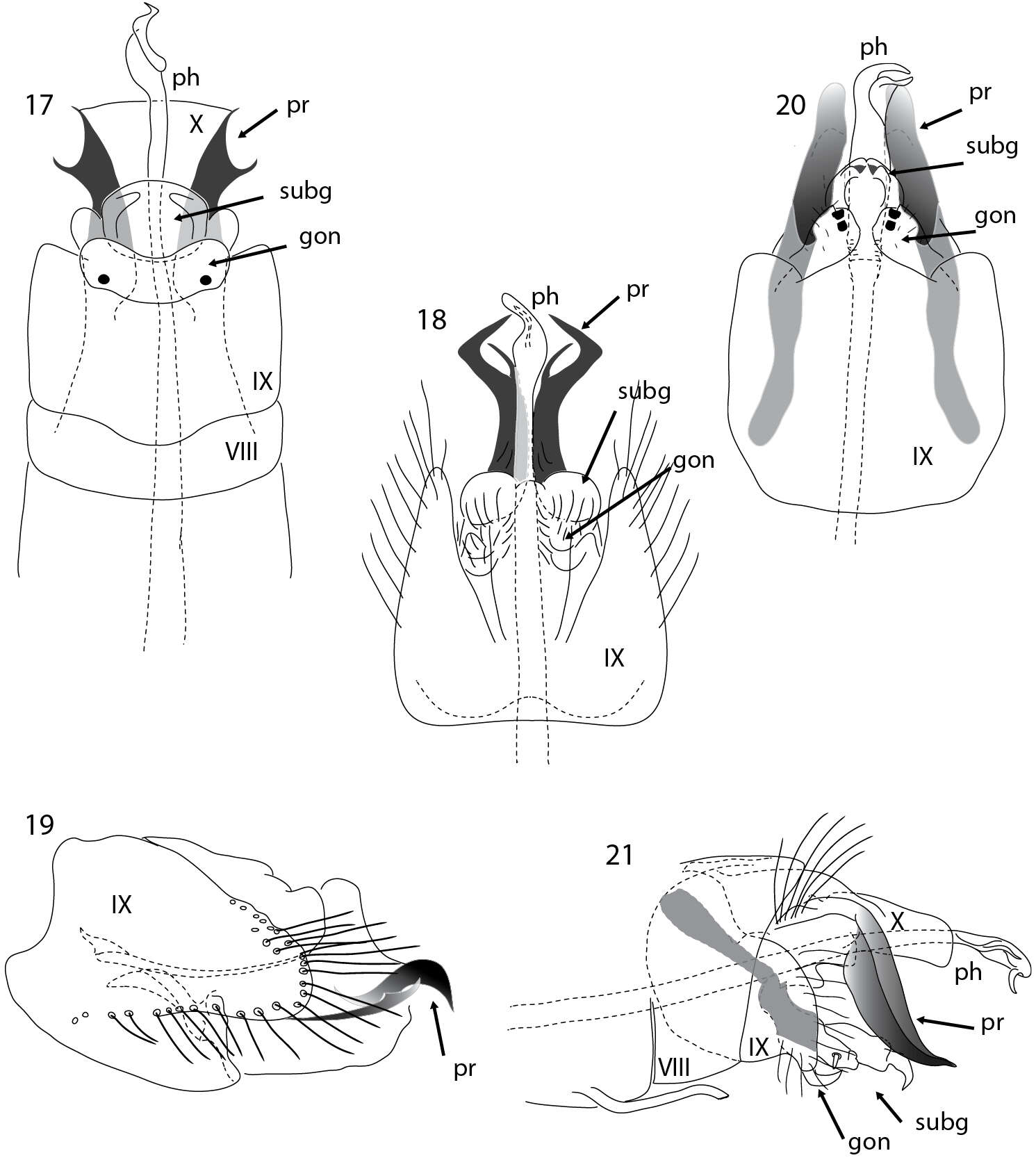 Imagem de Acritoptila macrospina Wells & Johanson 2014