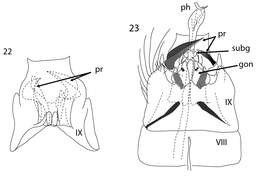 Image of Acritoptila macrospina Wells & Johanson 2014