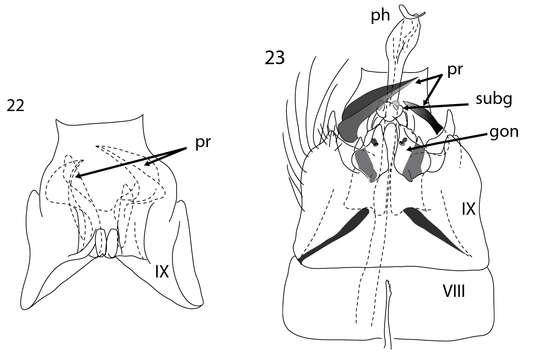 Image of Acritoptila macrospina Wells & Johanson 2014