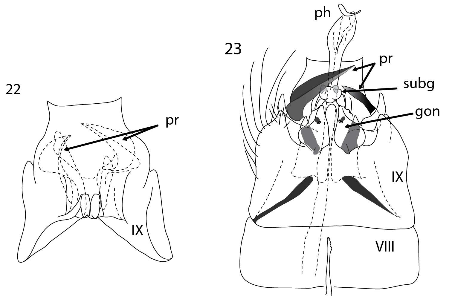 Image of Acritoptila macrospina Wells & Johanson 2014