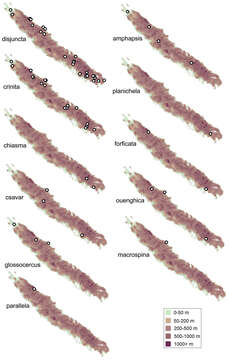 Image of Acritoptila macrospina Wells & Johanson 2014