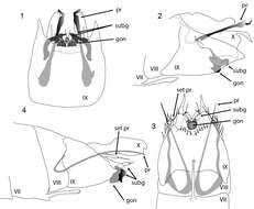 Image of Acritoptila disjuncta Kelley 1989