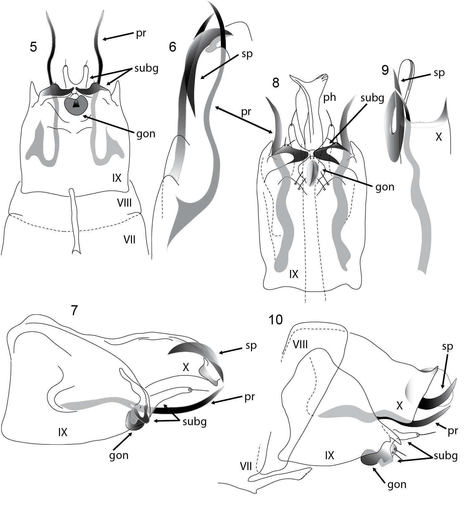 Image of Acritoptila chiasma Kelley 1989