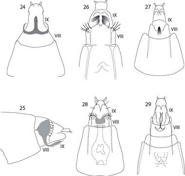 Image of Acritoptila chiasma Kelley 1989