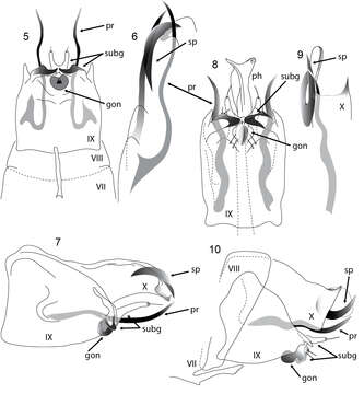 Image of <i>Acritoptila csavar</i> Oláh & Johanson 2010