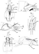 Image of Acritoptila glossocercus Kelley 1989