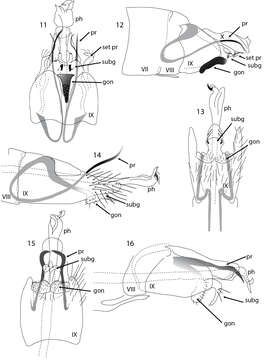 Image of Acritoptila glossocercus Kelley 1989