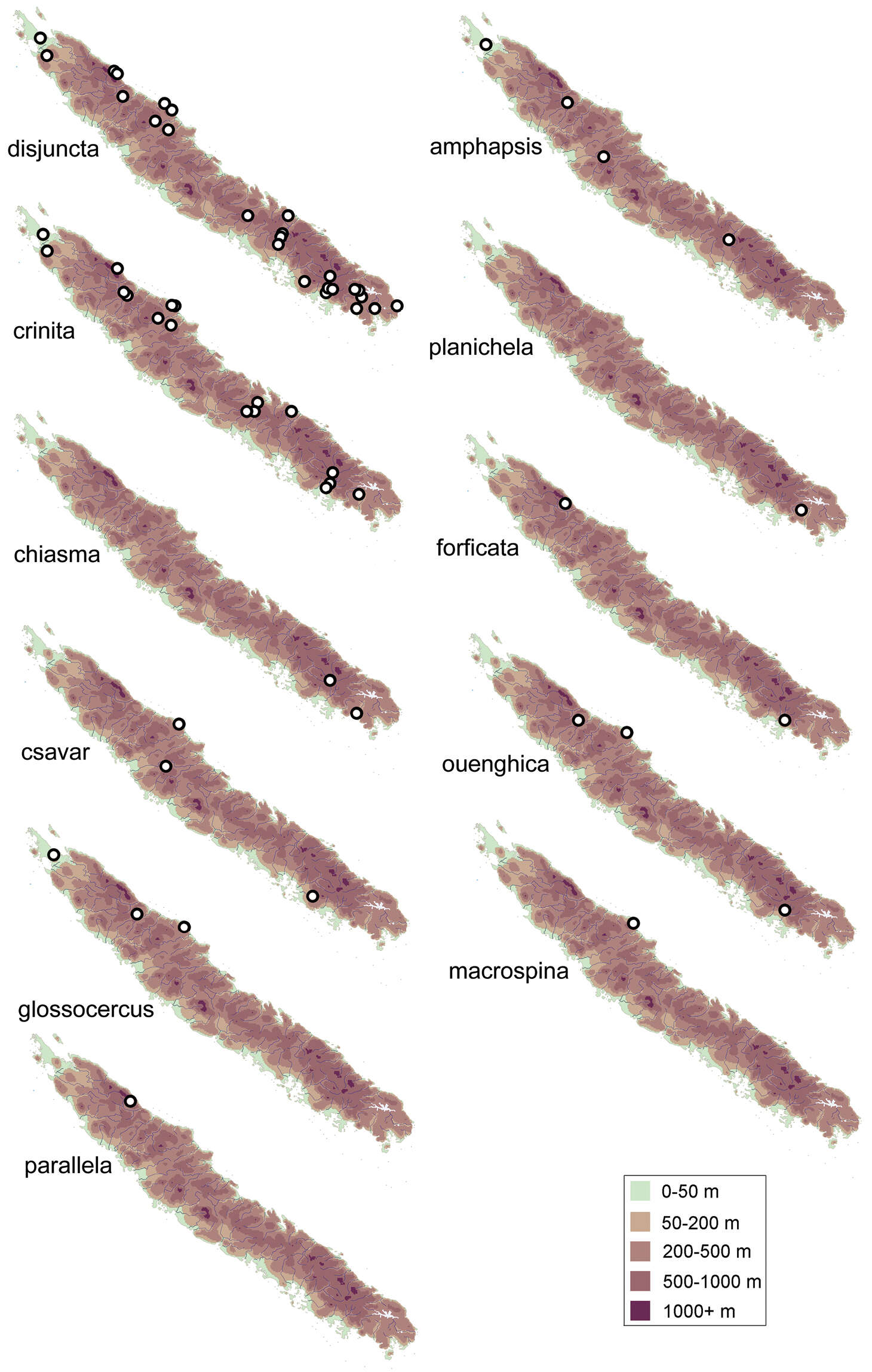 Image of Acritoptila parallela Wells & Johanson 2014