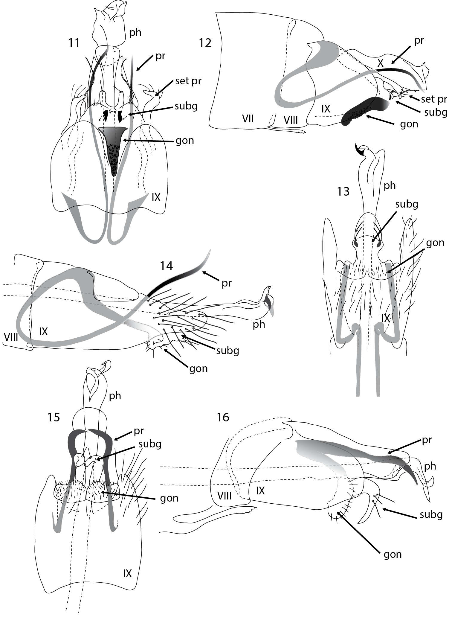 Image of Acritoptila amphapsis Kelley 1989