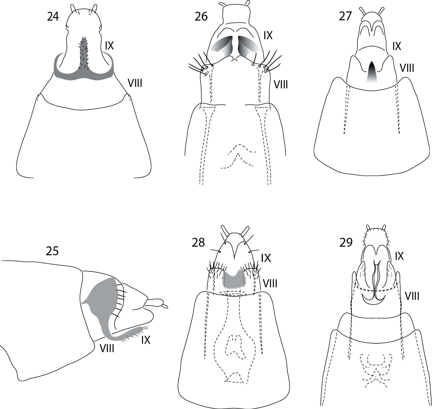 Image of Acritoptila amphapsis Kelley 1989