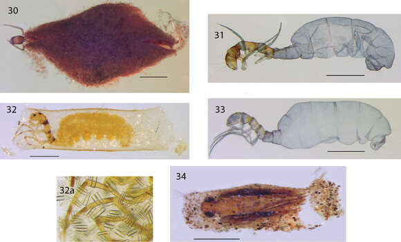 Image of Acritoptila amphapsis Kelley 1989