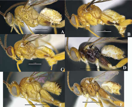 Image of braconid wasps