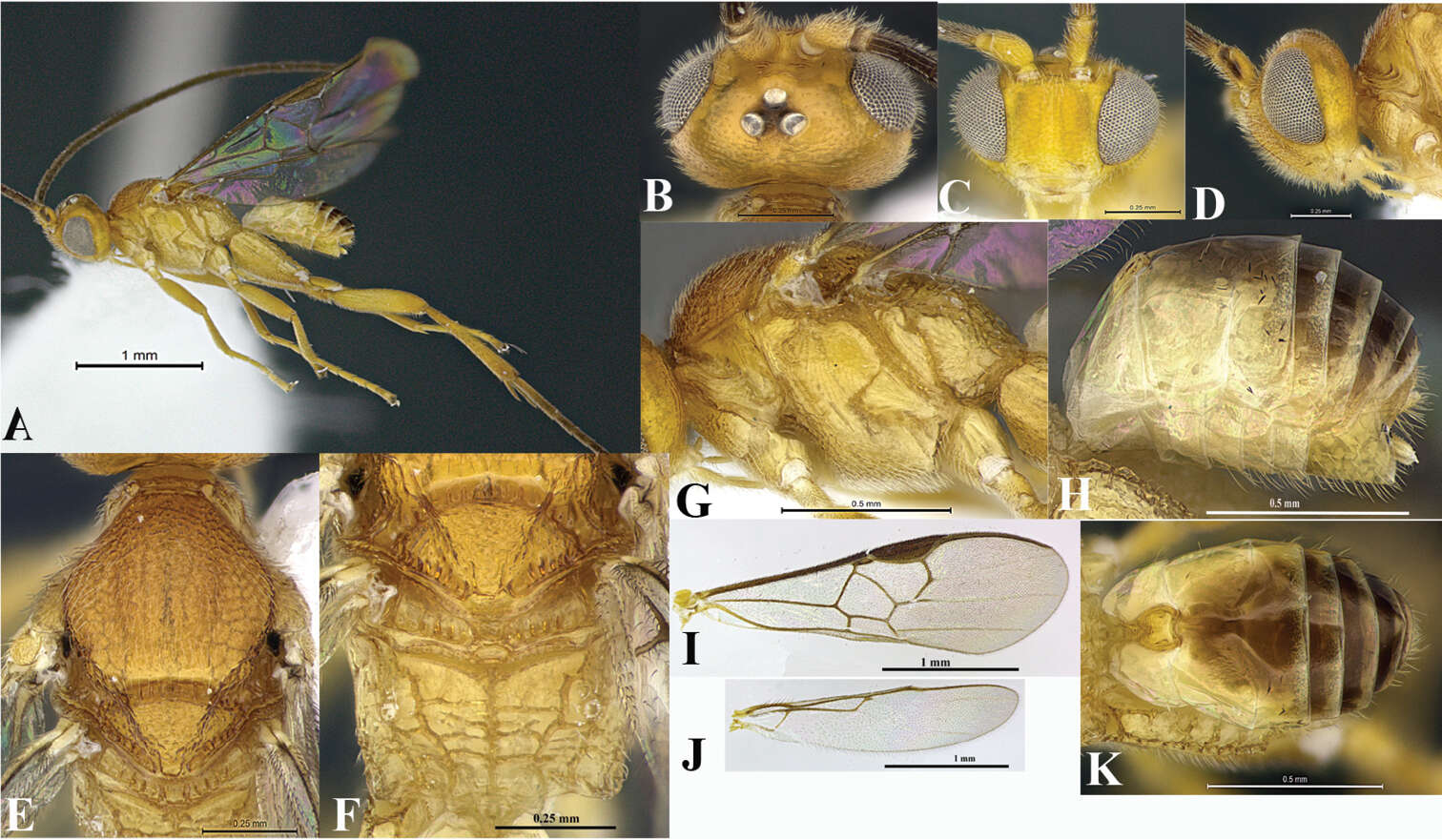 Image of braconid wasps