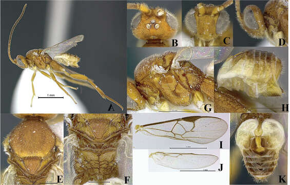 Image of braconid wasps