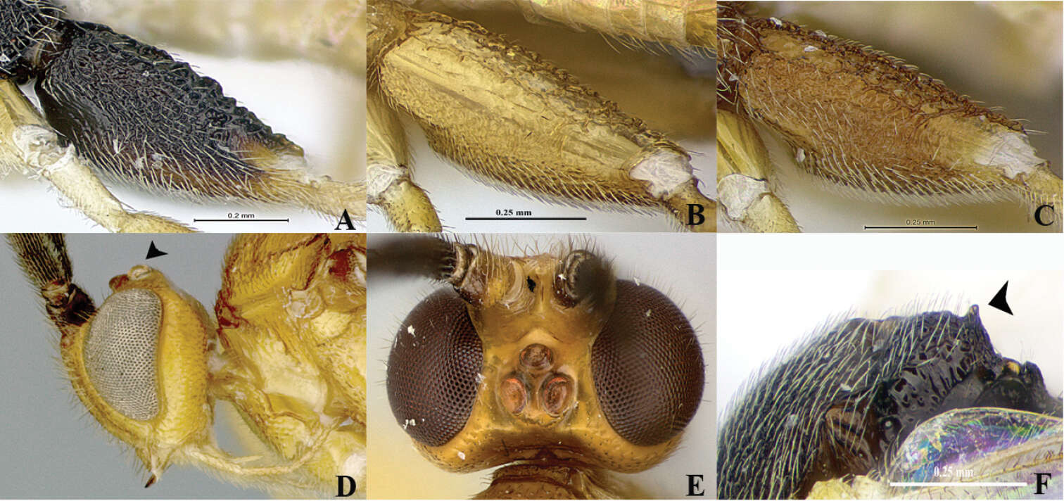 Image of Wilkinsonellus corpustriacolor Arias-Penna, Zhang & Whitfield