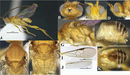 Image of Wilkinsonellus fijiensis Arias-Penna, Zhang & Whitfield