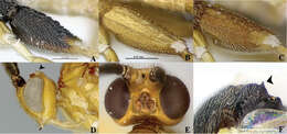 Image of Wilkinsonellus nescalptura Arias-Penna, Zhang & Whitfield