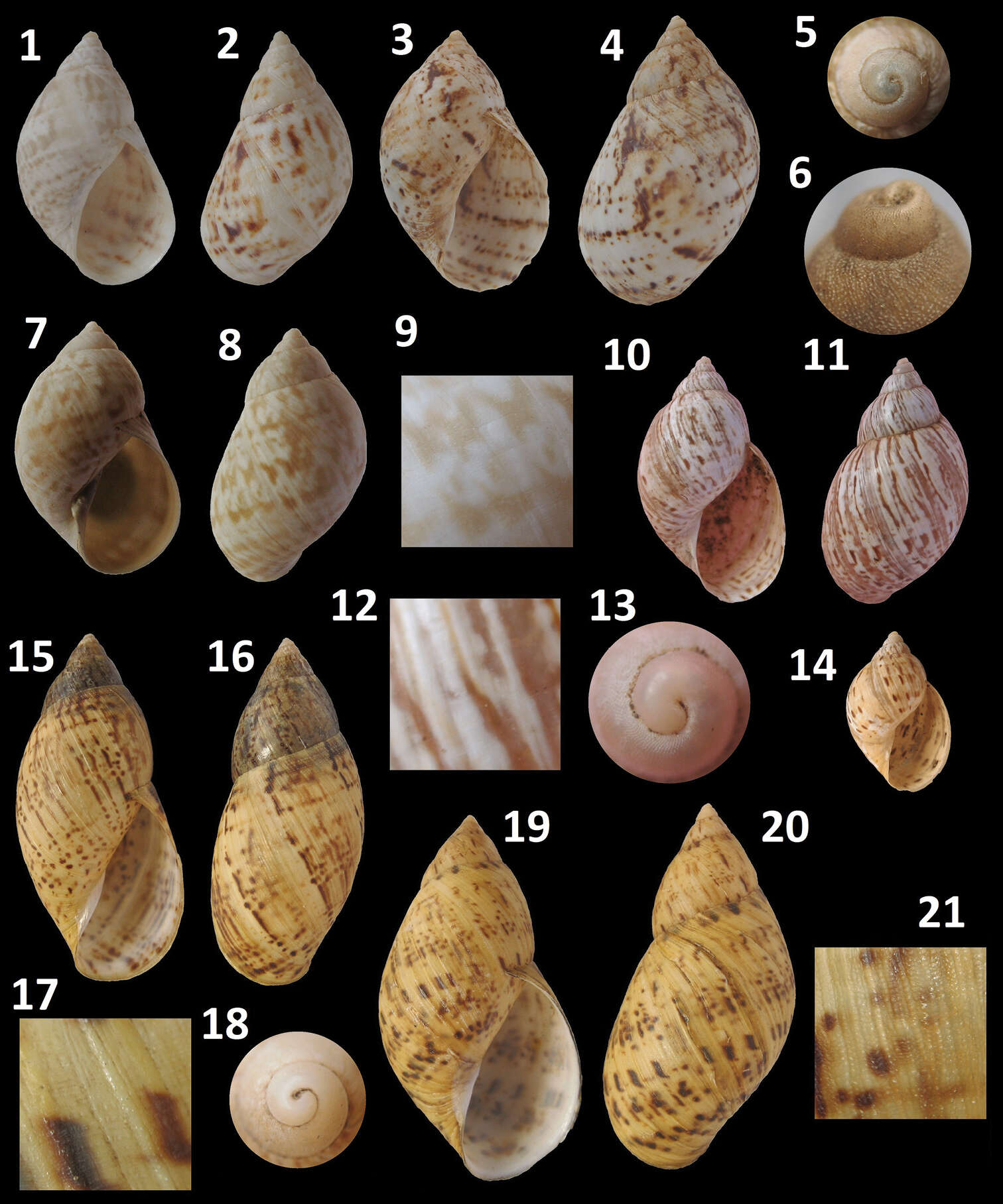 Image of <i>Plectostylus coturnix</i> (I. Sowerby 1832)